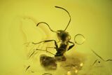 Detailed Fossil Ant (Formicidae) In Baltic Amber #90804-1
